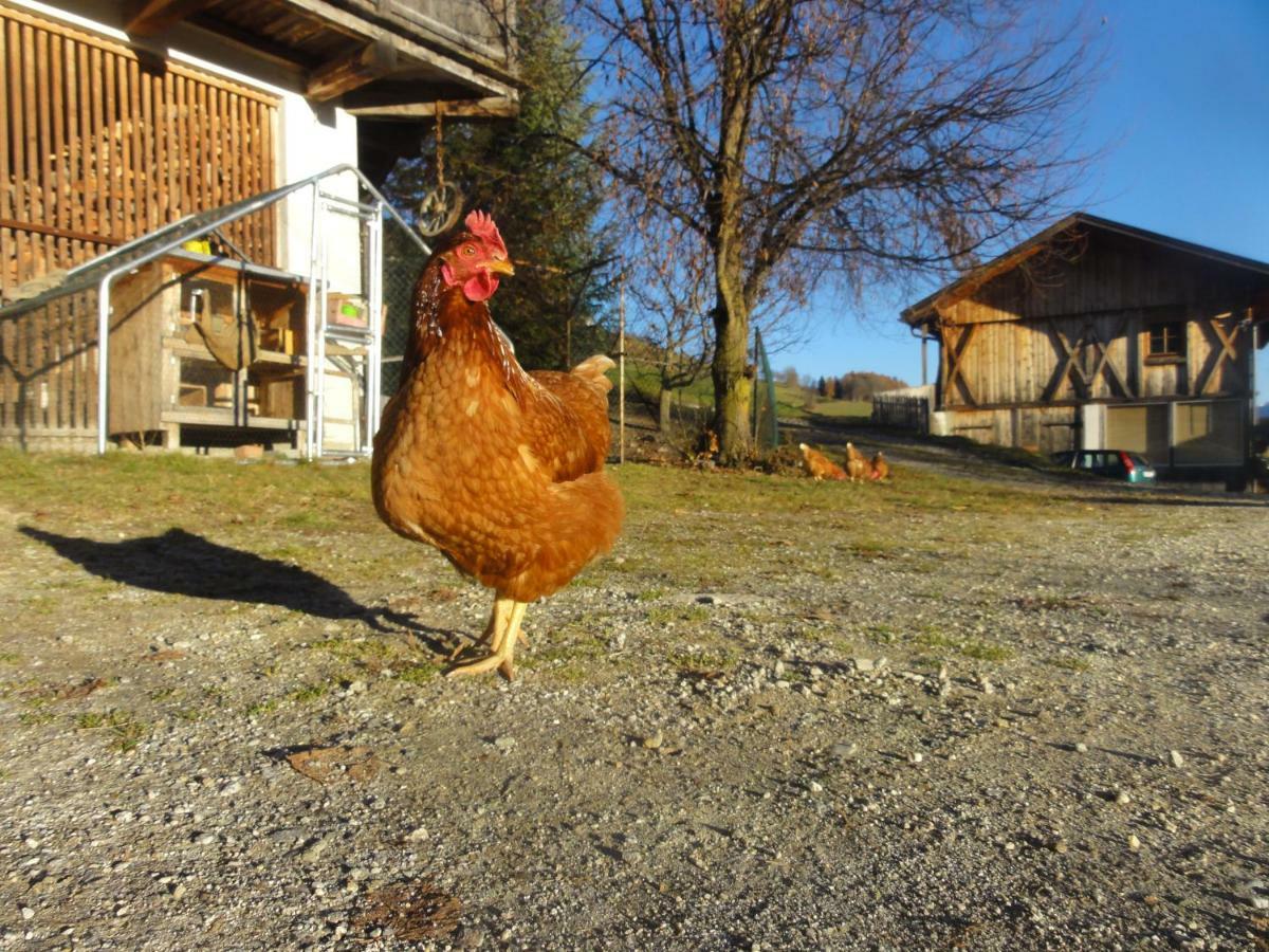 טרנטו Mair Am Graben Farm * Chalets מראה חיצוני תמונה